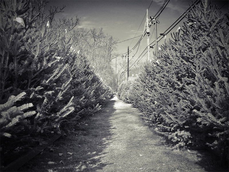 Bizup Tree Farm Click for previous image.