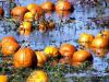 Flooded Pumpkins